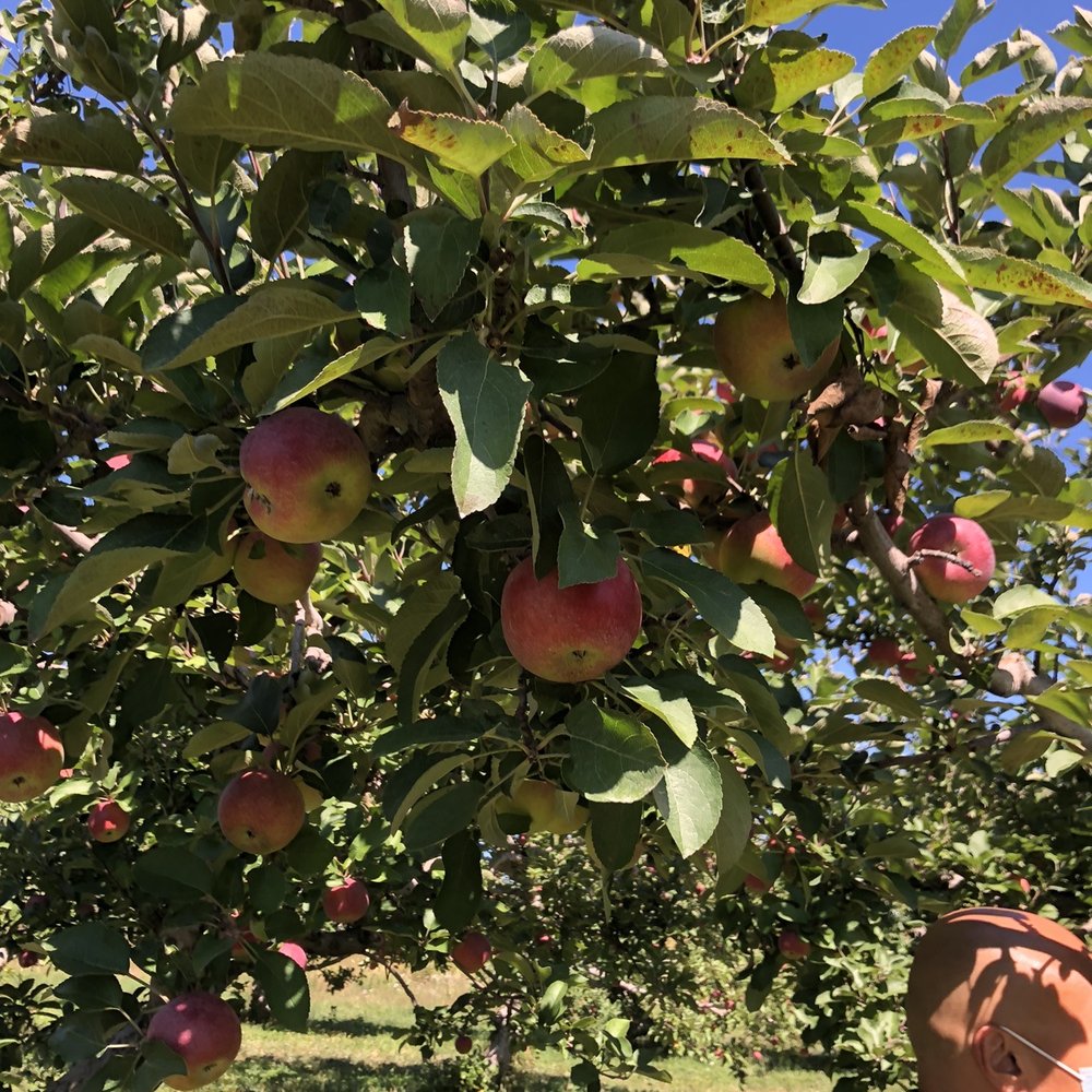 Fishkill Farms - Apples - Farmers Market Near Me - Hopewell Junction, New York