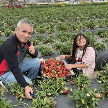 Nicolson's Strawberries - Fruits & Veggies Near Me - Rancho Cucamonga, California