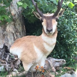 RC Taxidermy - Probghorn