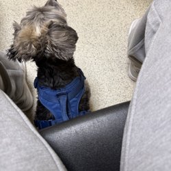Upper Marlboro Veterinary Hospital - Ms. Charlie anxiously waiting for her vaccinations.