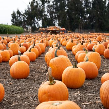 McGrath Brothers Great Pacific Pumpkins - Pumpkin Patches Near Me - Ventura, California McGrath Brothers Great Pacific Pumpkins - Pumpkin Patches Near Me - Ventura, California