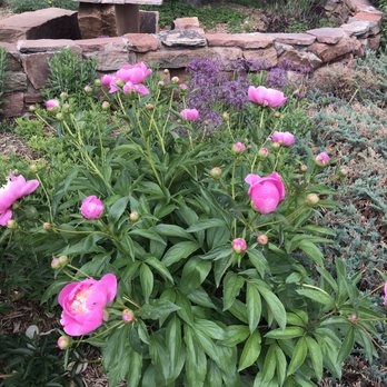 Water Wise Landscape Design - Peonies just beginning their show - Botanical Gardens Near Me - Colorado Springs, Colorado Water Wise Landscape Design - Peonies just beginning their show - Botanical Gardens Near Me - Colorado Springs, Colorado