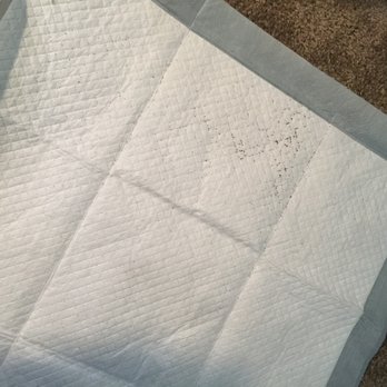 Buena Vista - termite feces. all over the apt. every room for 9 months.1.3.20 living room - Apartments Near Me - Seminole, Florida
