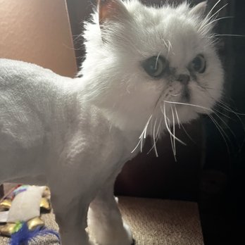 Grooming By Design - Cat after - Pet Groomers Near Me Grooming By Design - Cat after - Pet Groomers Near Me