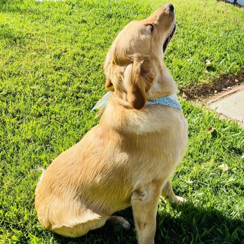 Nikki's Pet Spa - Bath & shadow trim - Pet Groomers Near Me - Norco, California Nikki's Pet Spa - Bath & shadow trim - Pet Groomers Near Me - Norco, California
