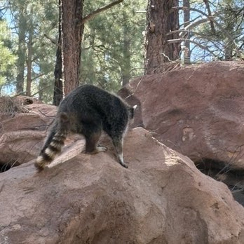Bearizona - Raccoon - Zoos Near Me - Williams, Arizona