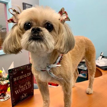 Furry Friends Pet Parlour - Martini - Pet Groomers Near Me - Little Elm, Texas Furry Friends Pet Parlour - Martini - Pet Groomers Near Me - Little Elm, Texas