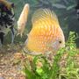 Photo of Global Exoticquatics