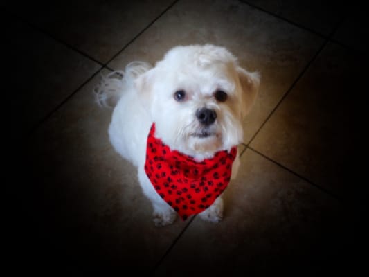 horizon pet supply winchester