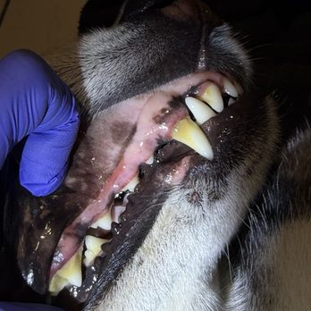 Pawsitivly Clean Pet Dental - Veterinarians Near Me Pawsitivly Clean Pet Dental - Veterinarians Near Me