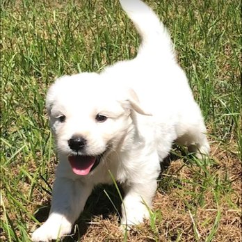 Hayes Goldens - Pet Breeders Near Me Hayes Goldens - Pet Breeders Near Me