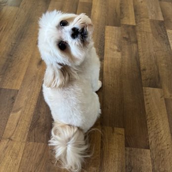 Paws Appeal Grooming - Pet Groomers Near Me - Lake Elsinore, California