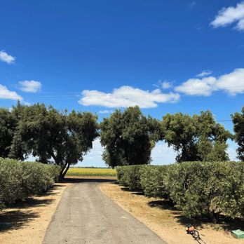 Prestige Landscaping - Olive trees, me shaped and trimmed. - Lawn Services Near Me - Napa, California Prestige Landscaping - Olive trees, me shaped and trimmed. - Lawn Services Near Me - Napa, California