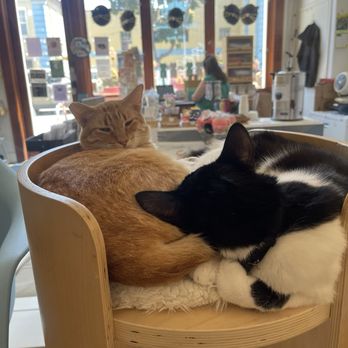 KitTea - Pet Adoption Near Me - San Francisco, California