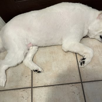 Everything Dog - He's now almost shaved down to the skin, with skin even exposed in some places. - A white dog is lying on a tiled floor near a dark wooden door, with its body stretched out and head resting on the floor. - Pet Groomers Near Me - Canton, Massachusetts