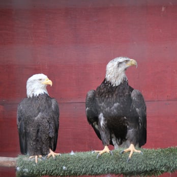 Wildlife Learning Center - Zoos Near Me - Sylmar, California Wildlife Learning Center - Zoos Near Me - Sylmar, California