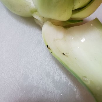 Westminster Superstore - Another squshed gnat - International Grocery Near Me - Westminster, California