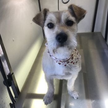 Scruff Mutt - After - Pet Groomers Near Me Scruff Mutt - After - Pet Groomers Near Me