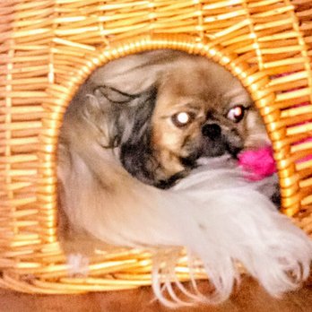 Indianola Veterinary Clinic - My pet... - Veterinarians Near Me - Indianola, Iowa Indianola Veterinary Clinic - My pet... - Veterinarians Near Me - Indianola, Iowa