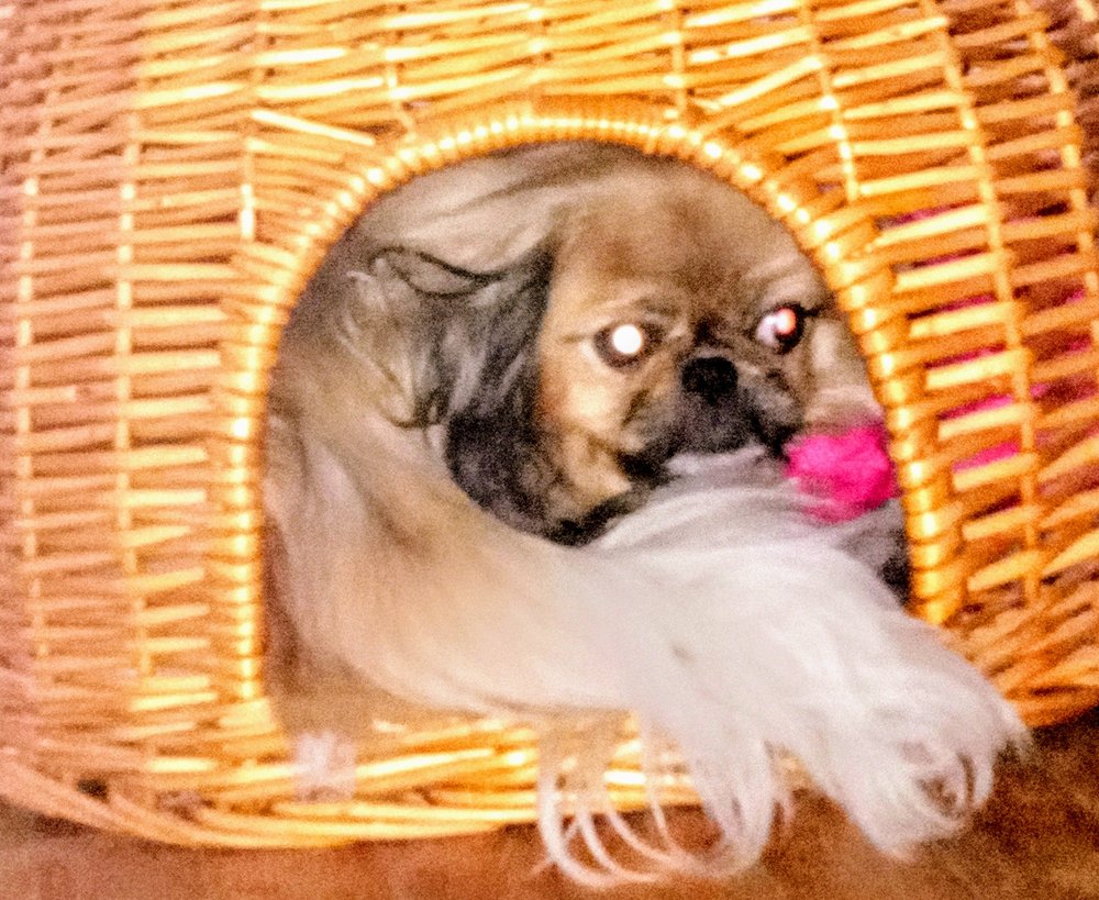 INDIANOLA VETERINARY CLINIC Updated August 2024 12 Reviews 2201 N Jefferson Way, Indianola