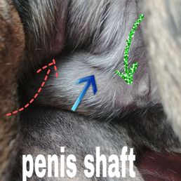 The "vet" says all these are nipples on my nuetered 2 yr old pitbull The "vet" says all these are nipples on my nuetered 2 yr old pitbull