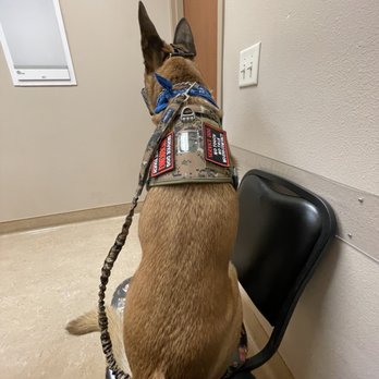 Meridian Veterinary Hospital - If Vader sits like a human- they won't need to give him shots- right? - Veterinarians Near Me - Meridian, Idaho Meridian Veterinary Hospital - If Vader sits like a human- they won't need to give him shots- right? - Veterinarians Near Me - Meridian, Idaho