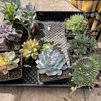 Ortega Nursery - Nurseries & Gardening Near Me - Watsonville, California Ortega Nursery - Nurseries & Gardening Near Me - Watsonville, California