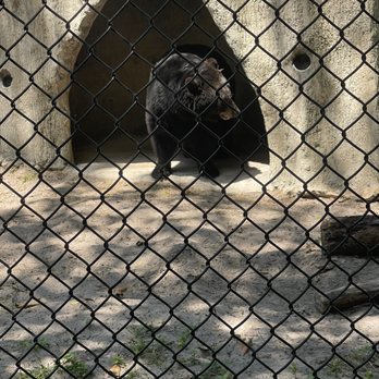 Naples Zoo - Bear poked his head out - Zoos Near Me - Naples, Florida