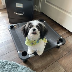 Lucky Dog Mobile Grooming - Dixie loves the bandanna she gave her.