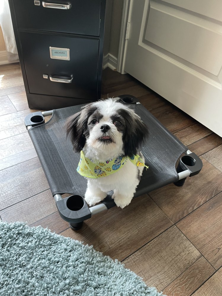 LUCKY DOG MOBILE GROOMING Updated October 2024 Texas