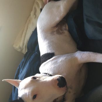 Dog Country Grooming - Photo of Papa for cute reference - Pet Groomers Near Me - Arvada, Colorado Dog Country Grooming - Photo of Papa for cute reference - Pet Groomers Near Me - Arvada, Colorado