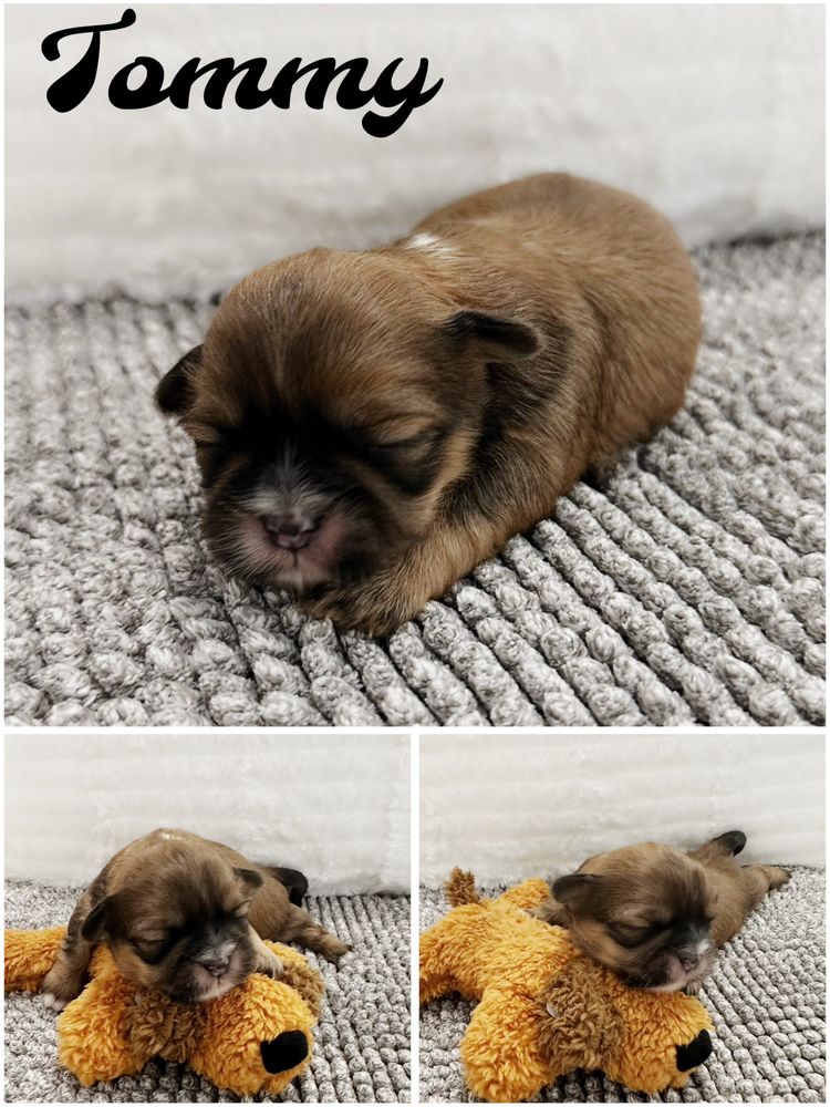 Tiny puppies world Image
