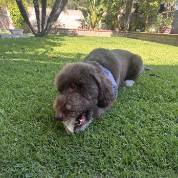 LA Pets Grooming - Pet Groomers Near Me - Diamond Bar, California