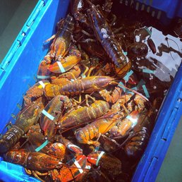 Fresh Lobsters