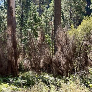 Calaveras Big Trees State Park - Parks Near Me - Arnold, California