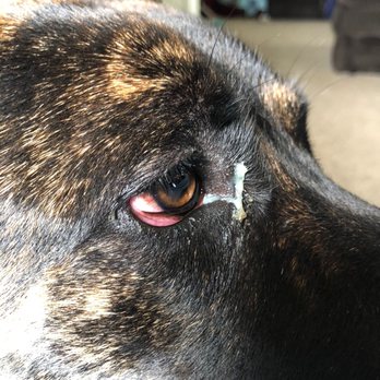 Wags N Wiggles - His eyelids were soooooo swollen. - Pet Groomers Near Me - Springfield, Ohio