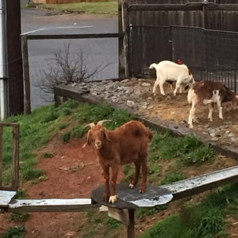 Sugar's Ribs - The goats on the patio!! We saw them on Easter Sunday, to us they are Easter goats. - Barbeque Near Me - Chattanooga, Tennessee Sugar's Ribs - The goats on the patio!! We saw them on Easter Sunday, to us they are Easter goats. - Barbeque Near Me - Chattanooga, Tennessee