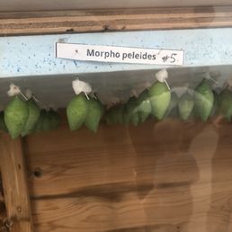 Cocoons Cocoons