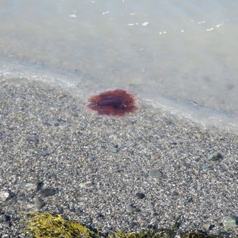 Bar Island - jelly fish - Parks Near Me
