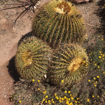 Boyce Thompson Arboretum - Botanical Gardens Near Me - Superior, Arizona Boyce Thompson Arboretum - Botanical Gardens Near Me - Superior, Arizona