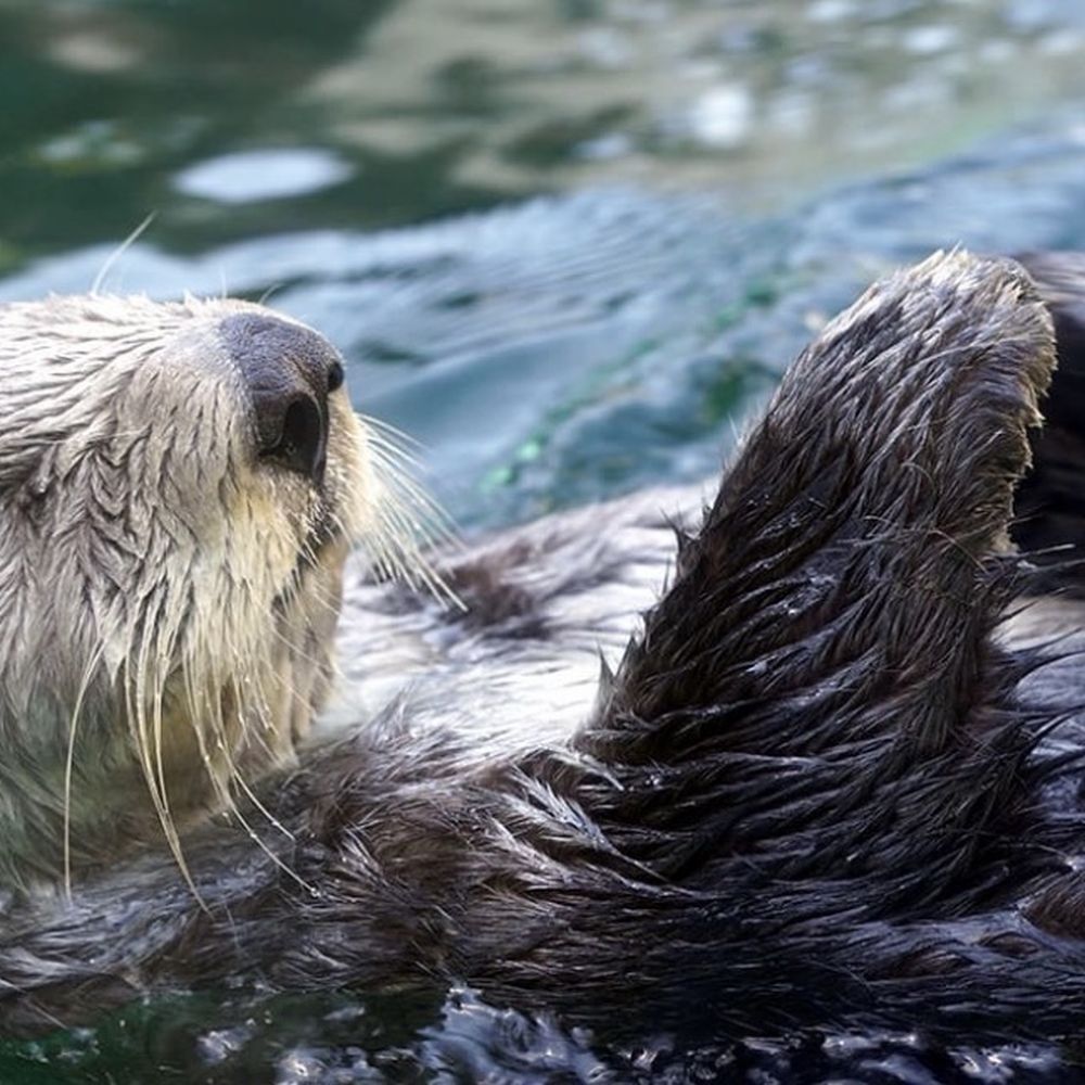 Seattle Aquarium - Aquariums Near Me - Seattle, Washington Seattle Aquarium - Aquariums Near Me - Seattle, Washington