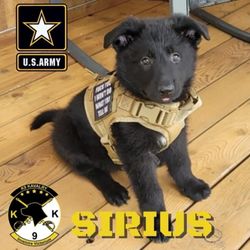 K9 Kavalry - The first K9 Kavalry official photo of my service dog when he began.