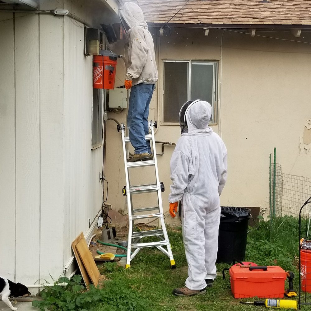 Bee Doctor Bee Removal - Smoking the bees - Pest Control Near Me Bee Doctor Bee Removal - Smoking the bees - Pest Control Near Me