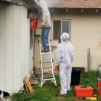 Bee Doctor Bee Removal - Smoking the bees - Pest Control Near Me