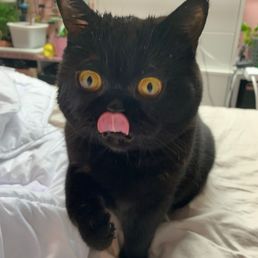 BSH after playing in the shower BSH after playing in the shower