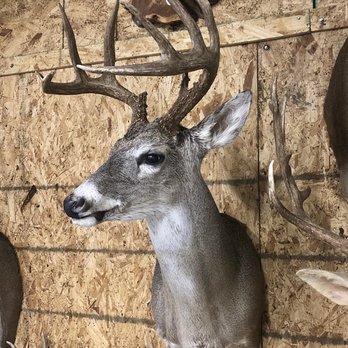 Trophy House Taxidermy - Taxidermy Near Me - Blue Ridge, Texas Trophy House Taxidermy - Taxidermy Near Me - Blue Ridge, Texas