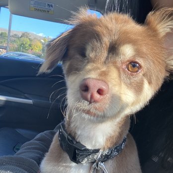 Swaggs - Pet Groomers Near Me - Agoura Hills, California Swaggs - Pet Groomers Near Me - Agoura Hills, California