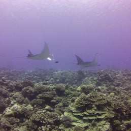 Manta rays at Tikehau atoll...I took this with the camera I bought from Underwater Sports Manta rays at Tikehau atoll...I took this with the camera I bought from Underwater Sports