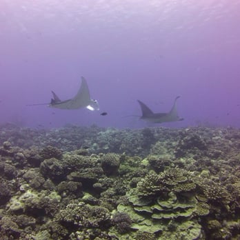 Underwater Sports - Manta rays at Tikehau atoll...I took this with the camera I bought from Underwater Sports - Sporting Goods Near Me - Edmonds, Washington Underwater Sports - Manta rays at Tikehau atoll...I took this with the camera I bought from Underwater Sports - Sporting Goods Near Me - Edmonds, Washington