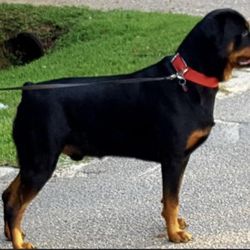 All Community Animal Hospital - They have been taking care if Tank since he was 6 weeks old and he is almost 12 now.